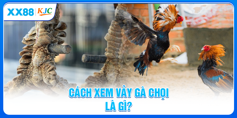 Cách xem vảy gà chọi là gì?