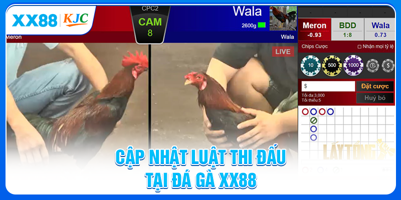 Cập nhật luật thi đấu tại đá gà XX88