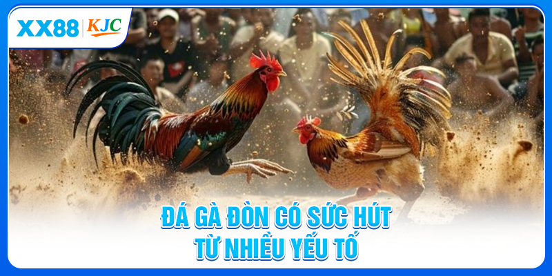 Đá gà đòn có sức hút từ nhiều yếu tố
