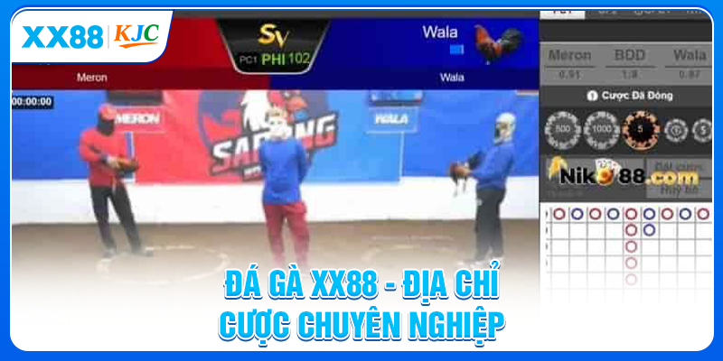 Đá gà XX88 - Địa chỉ cược chuyên nghiệp